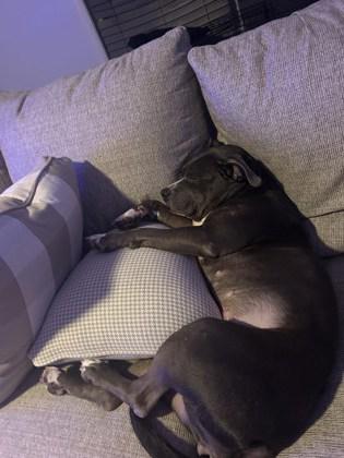 Enlarge Dutchess, a Adoptable Mixed Breed in New Castle, DE image 3/3