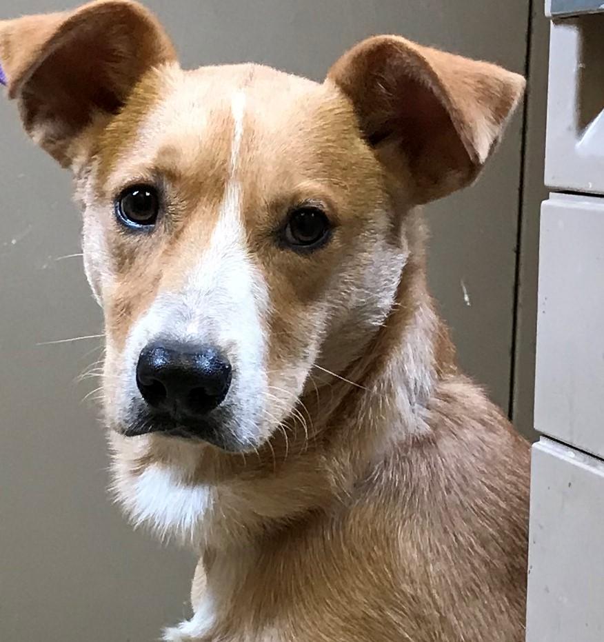 Fluke, Adopted, Adult Male Hound.