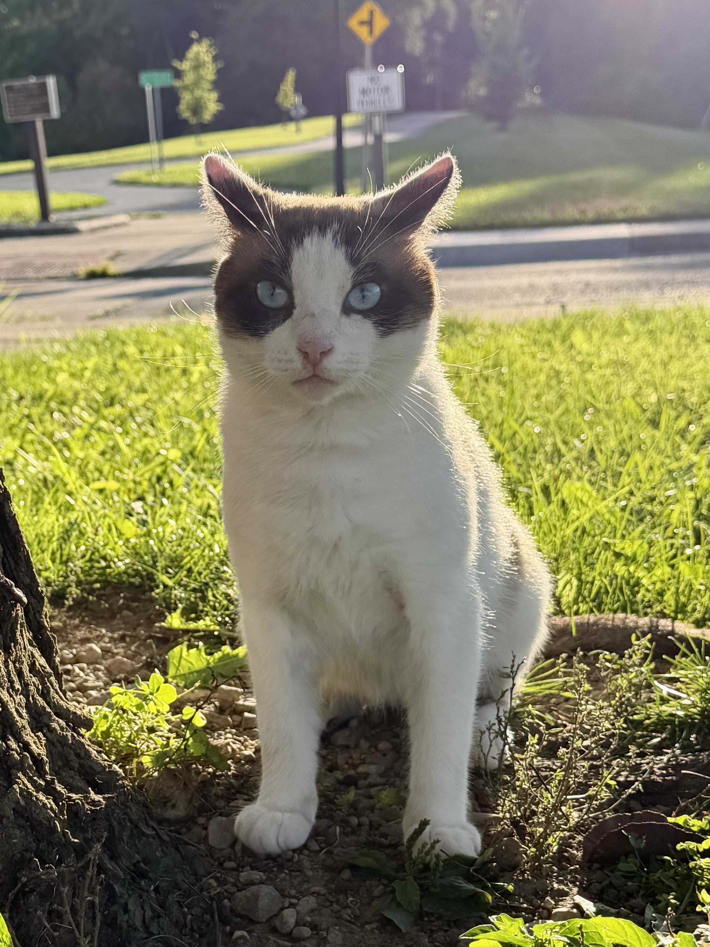 Sinatra, a ADOPTABLE Domestic Short Hair in Copley, OH image 2/2