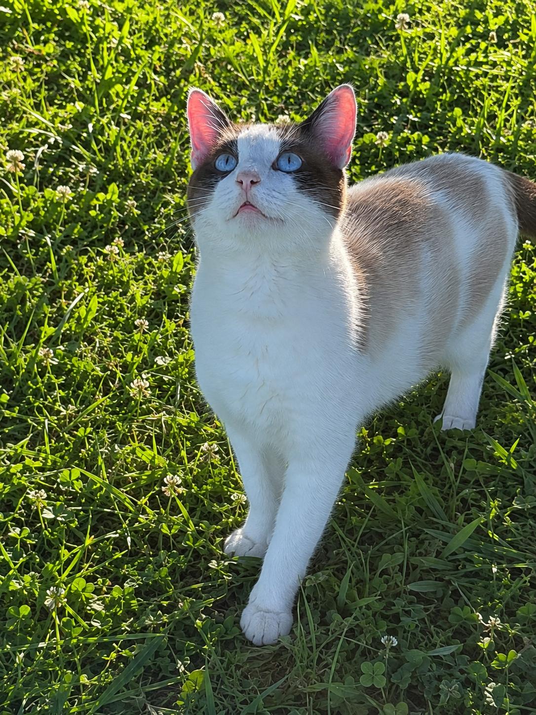 Sinatra, ADOPTABLE, Young Male Domestic Short Hair.