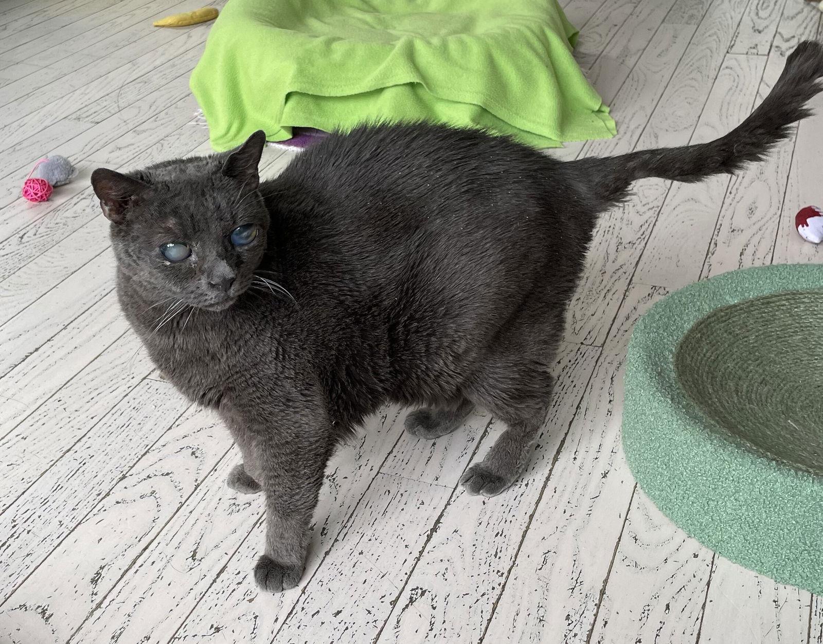 Enlarge Elroy, a Adoptable Domestic Short Hair in Lutherville, MD image 1/1