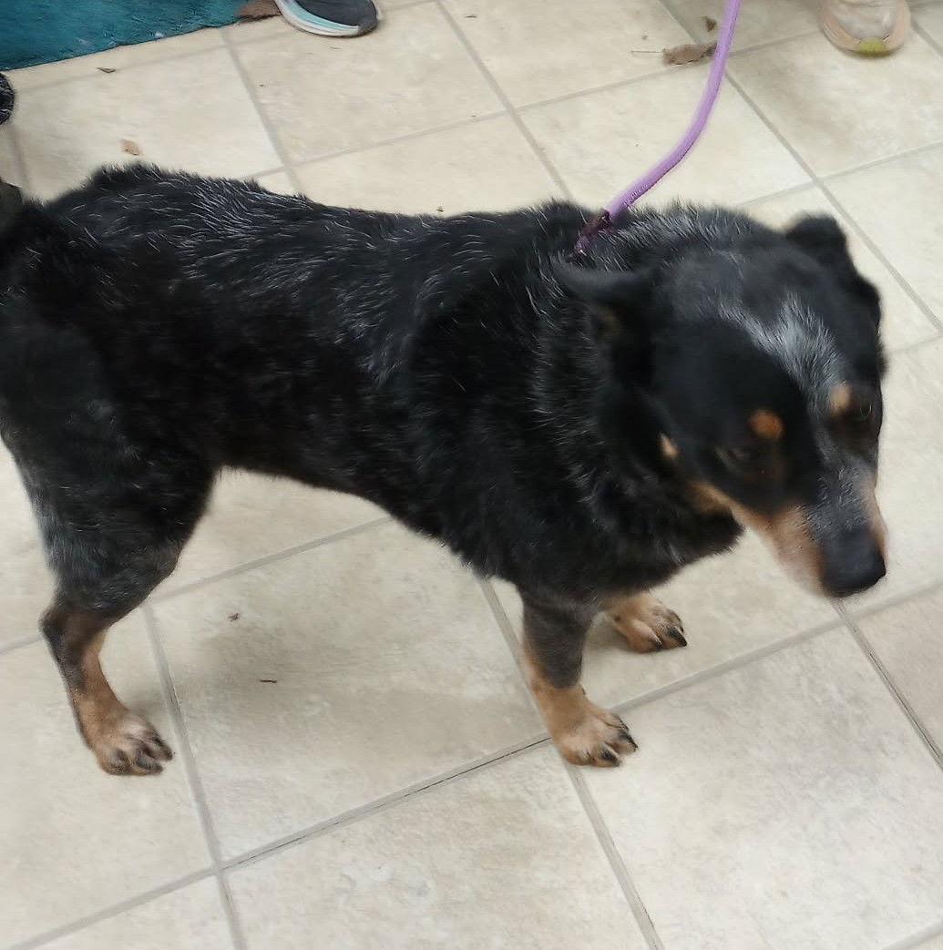 Enlarge Bluey, a Adoptable Australian Cattle Dog / Blue Heeler in Frenchburg, KY image 1/2