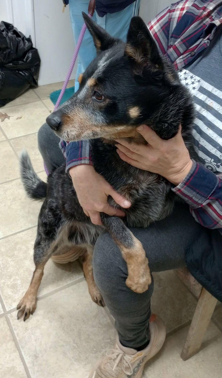 Bluey, Adoptable, Adult Male Australian Cattle Dog / Blue Heeler.