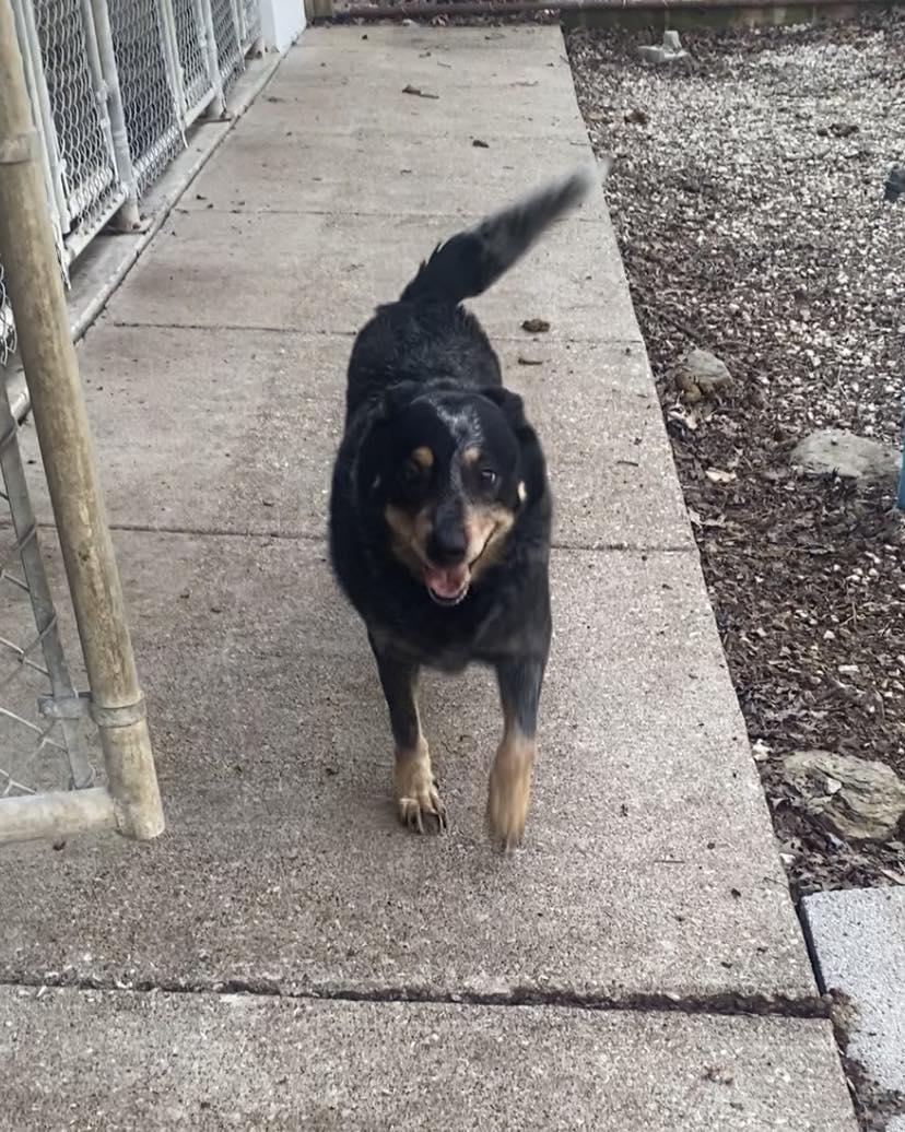 Enlarge Bluey, a Adoptable Australian Cattle Dog / Blue Heeler in Frenchburg, KY image 3/3