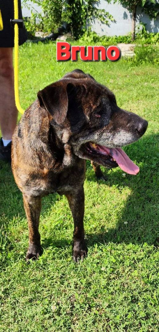 Scooby and Bruno, a Adoptable mixed breed in Maryville, TN image 1/12