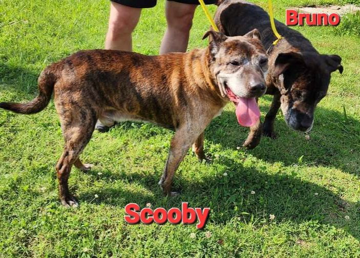 Scooby and Bruno, a Adoptable mixed breed in Maryville, TN image 2/12