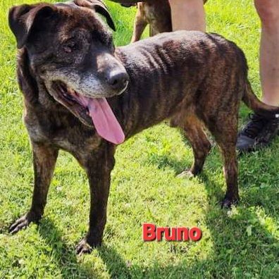 Scooby and Bruno, a Adoptable mixed breed in Maryville, TN image 3/12