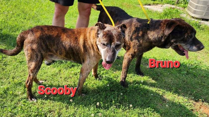 Scooby and Bruno, a Adoptable mixed breed in Maryville, TN image 4/12