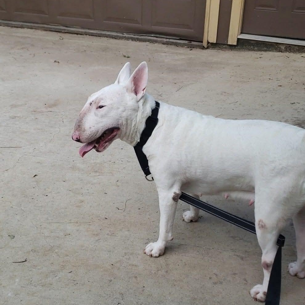Enlarge Terri, a Adopted Bull Terrier in Houston, TX image 6/6