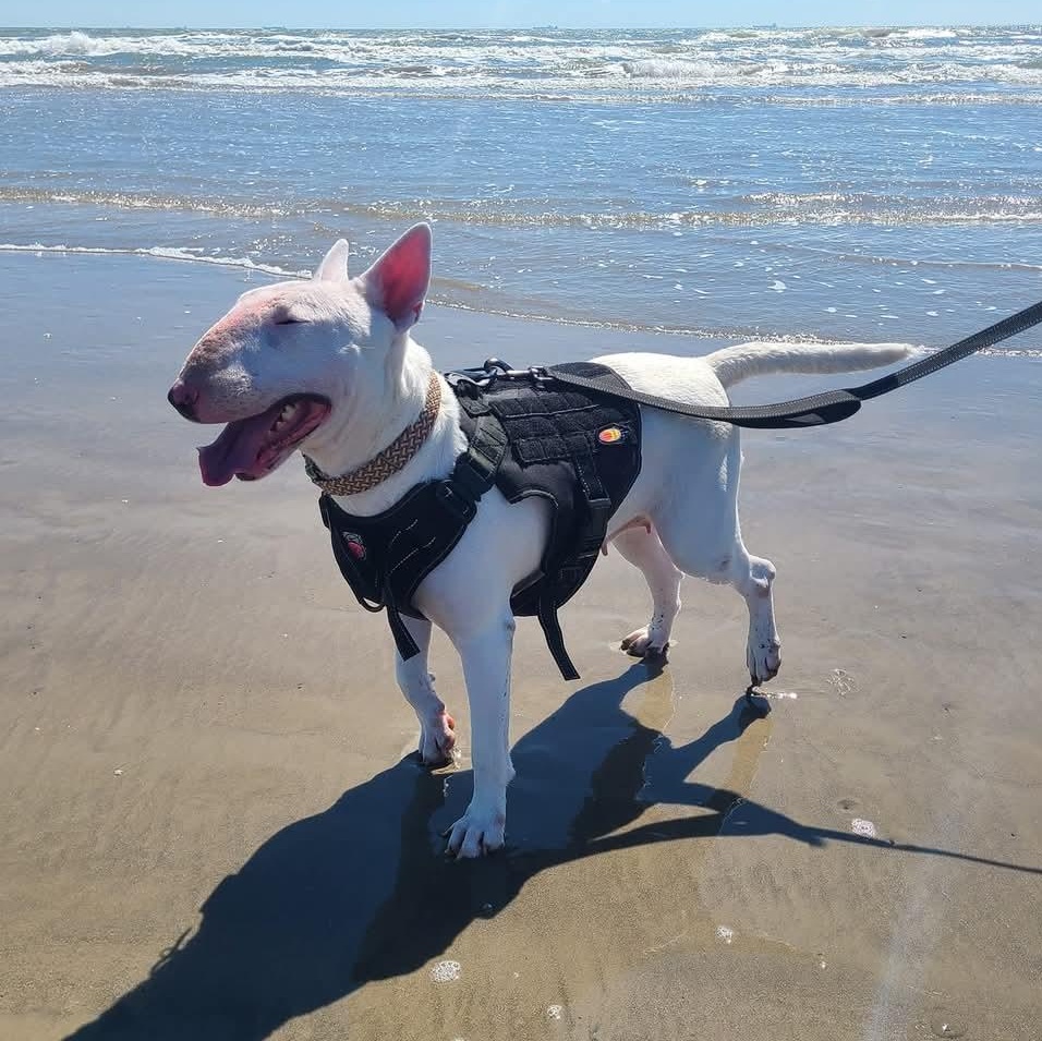 Enlarge Terri, a Adopted Bull Terrier in Houston, TX image 1/6