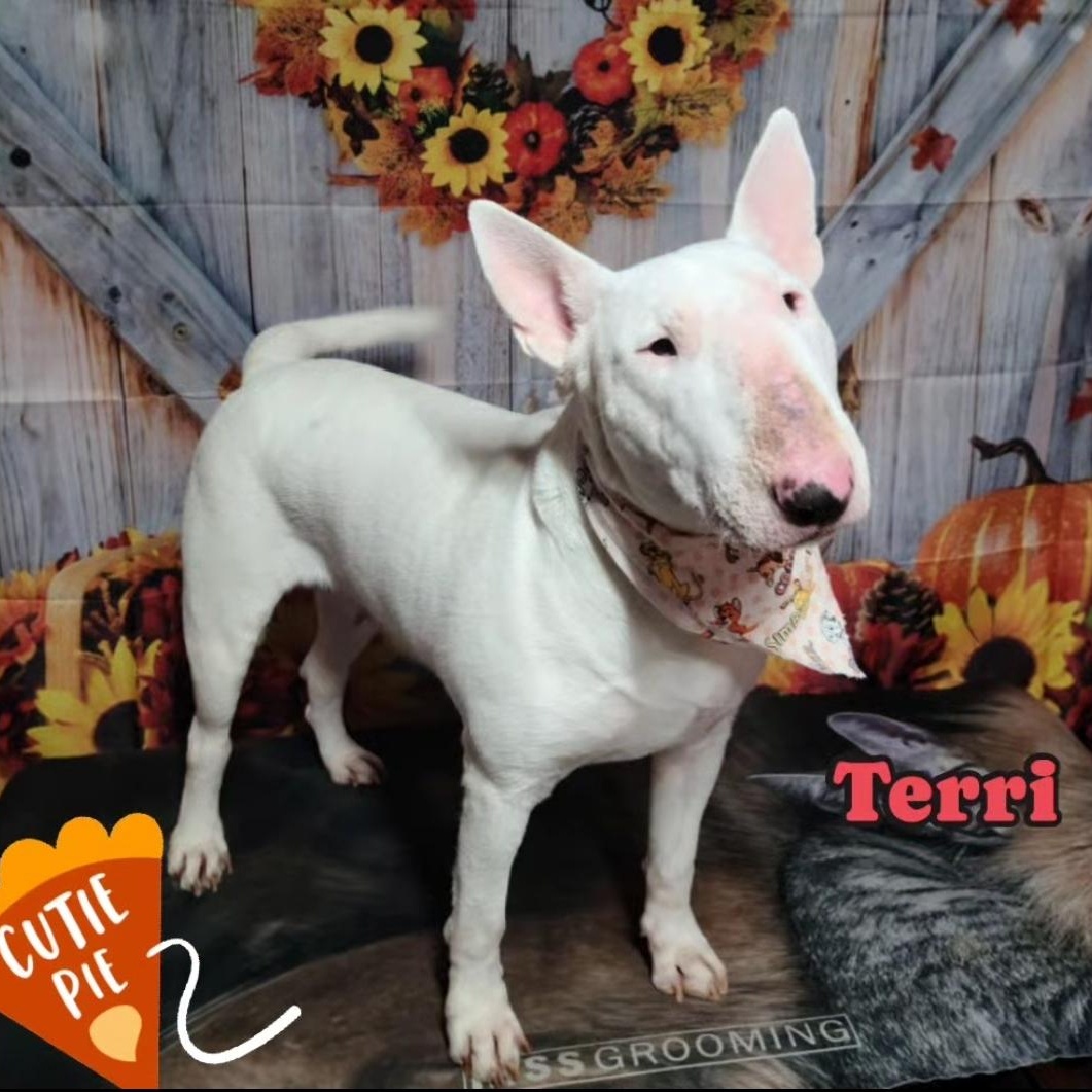 Enlarge Terri, a Adopted Bull Terrier in Houston, TX image 2/6