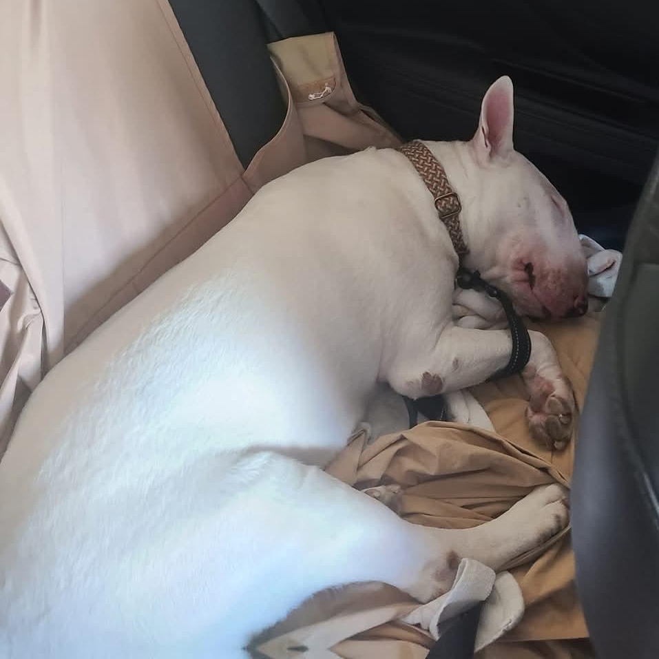 Enlarge Terri, a Adopted Bull Terrier in Houston, TX image 3/6