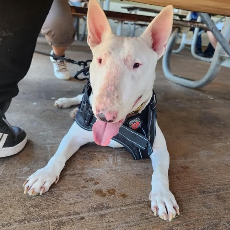 Enlarge Terri, a Adopted Bull Terrier in Houston, TX image 4/6