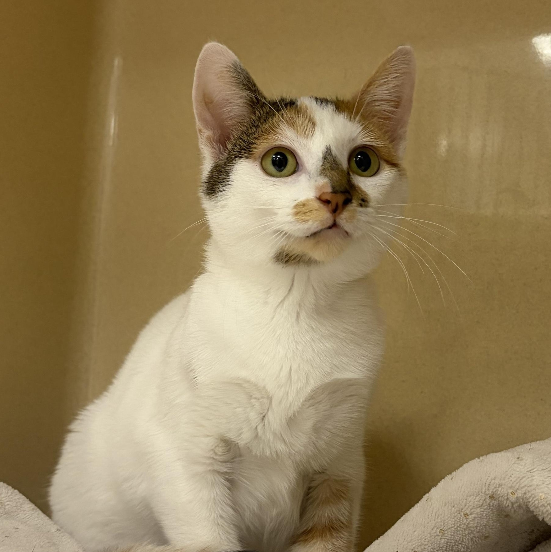 Enlarge Rubiks, a Adoptable Domestic Short Hair in Cooperstown, NY image 2/2