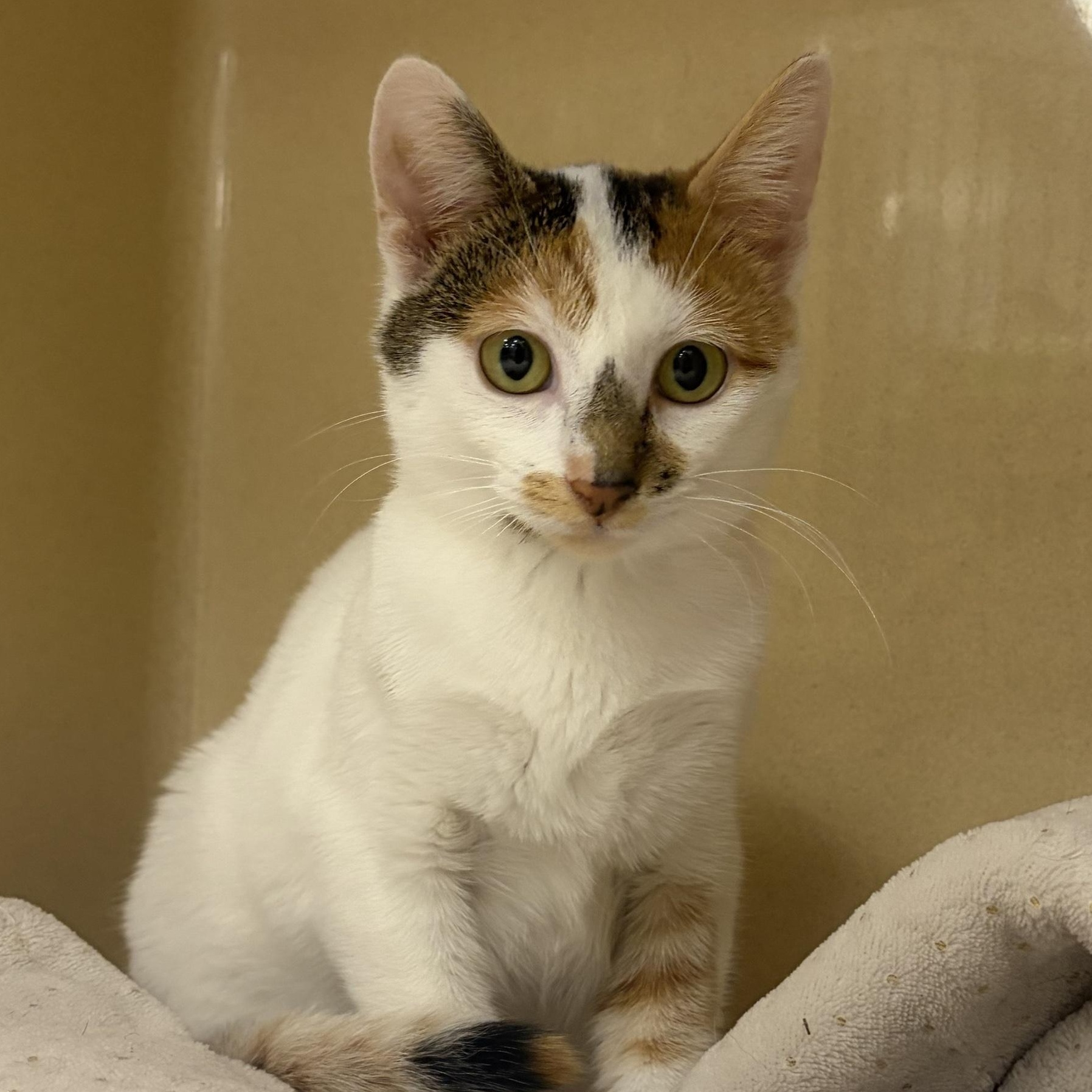 Rubiks, Adoptable, Kitten Female Domestic Short Hair.