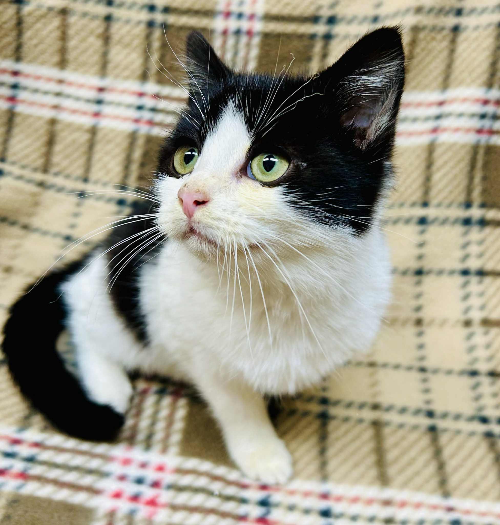 Popsicle , adopted, Kitten Male Domestic Short Hair.