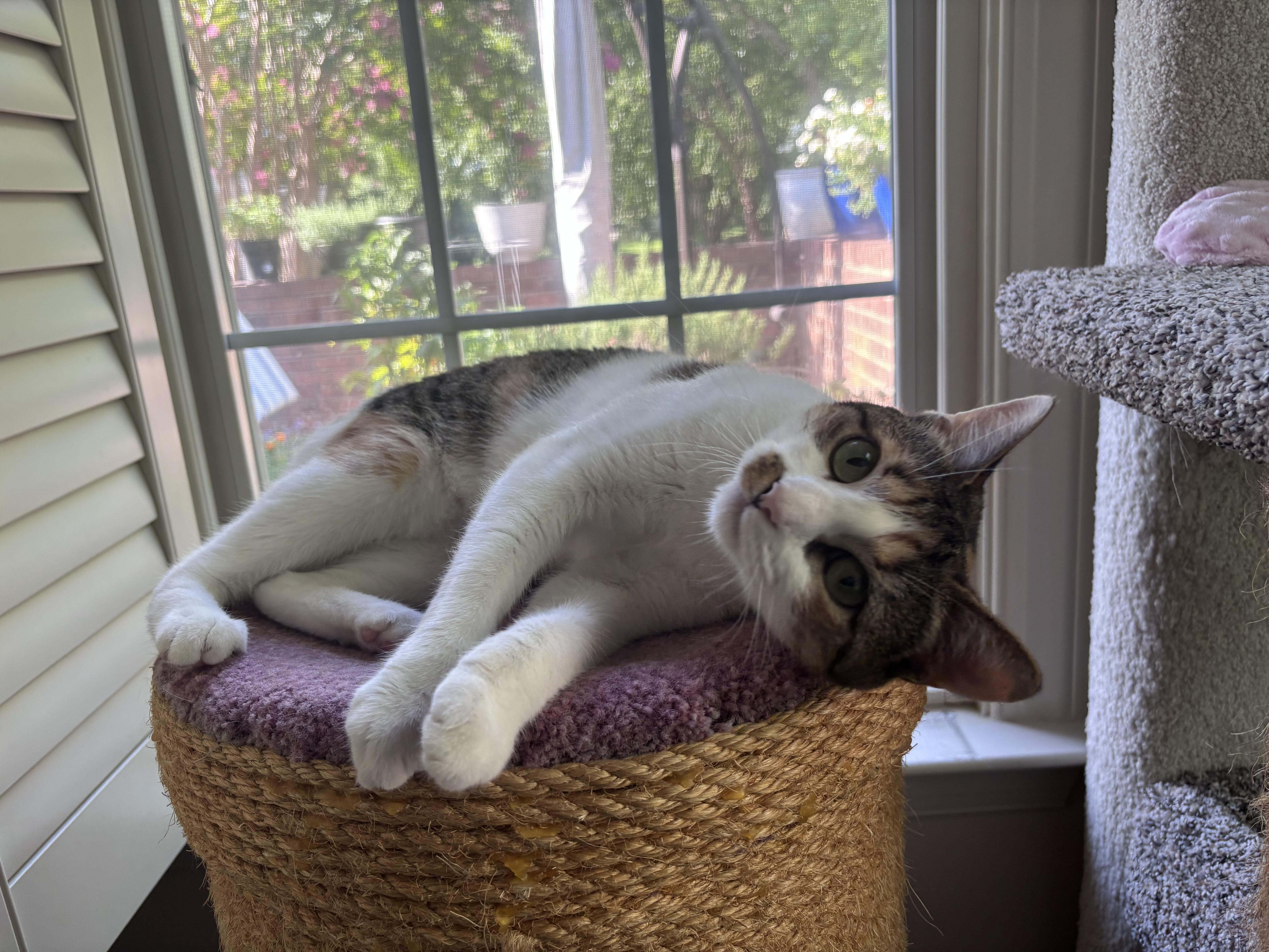 Tiny, a Adoptable Domestic Short Hair in Charlotte, NC image 4/4