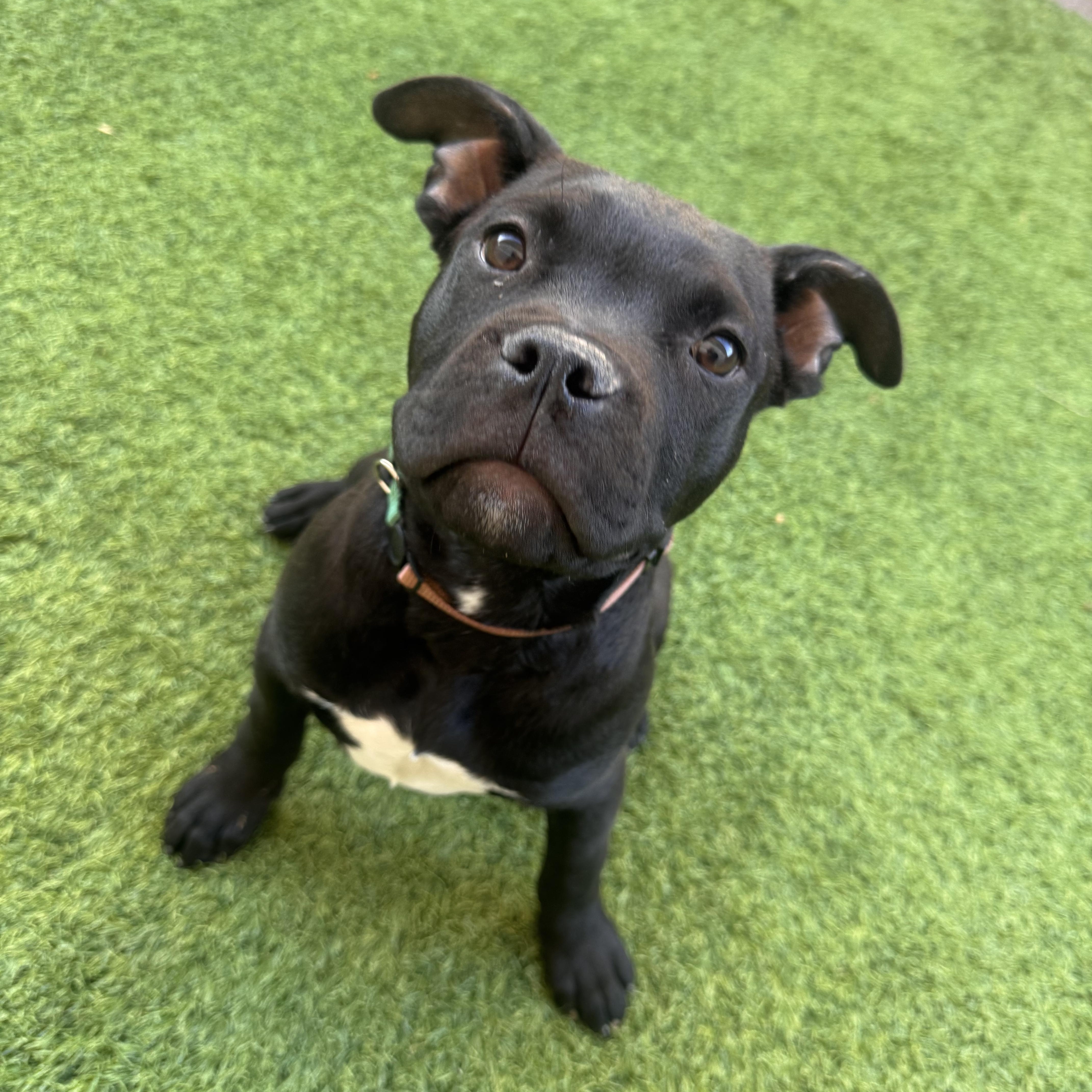 Enlarge Chalupa, a Adoptable mixed breed in Henderson, NV image 1/1