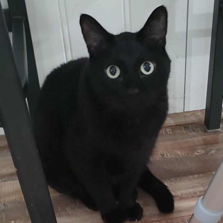 Enlarge Gibson, a Adoptable Domestic Short Hair in Layton, UT image 1/3