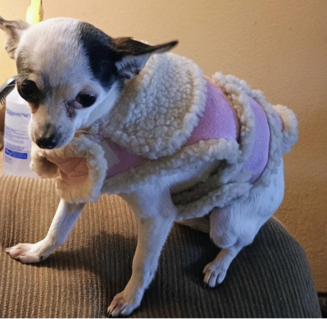 Aria , adopted, Adult Female Chihuahua.