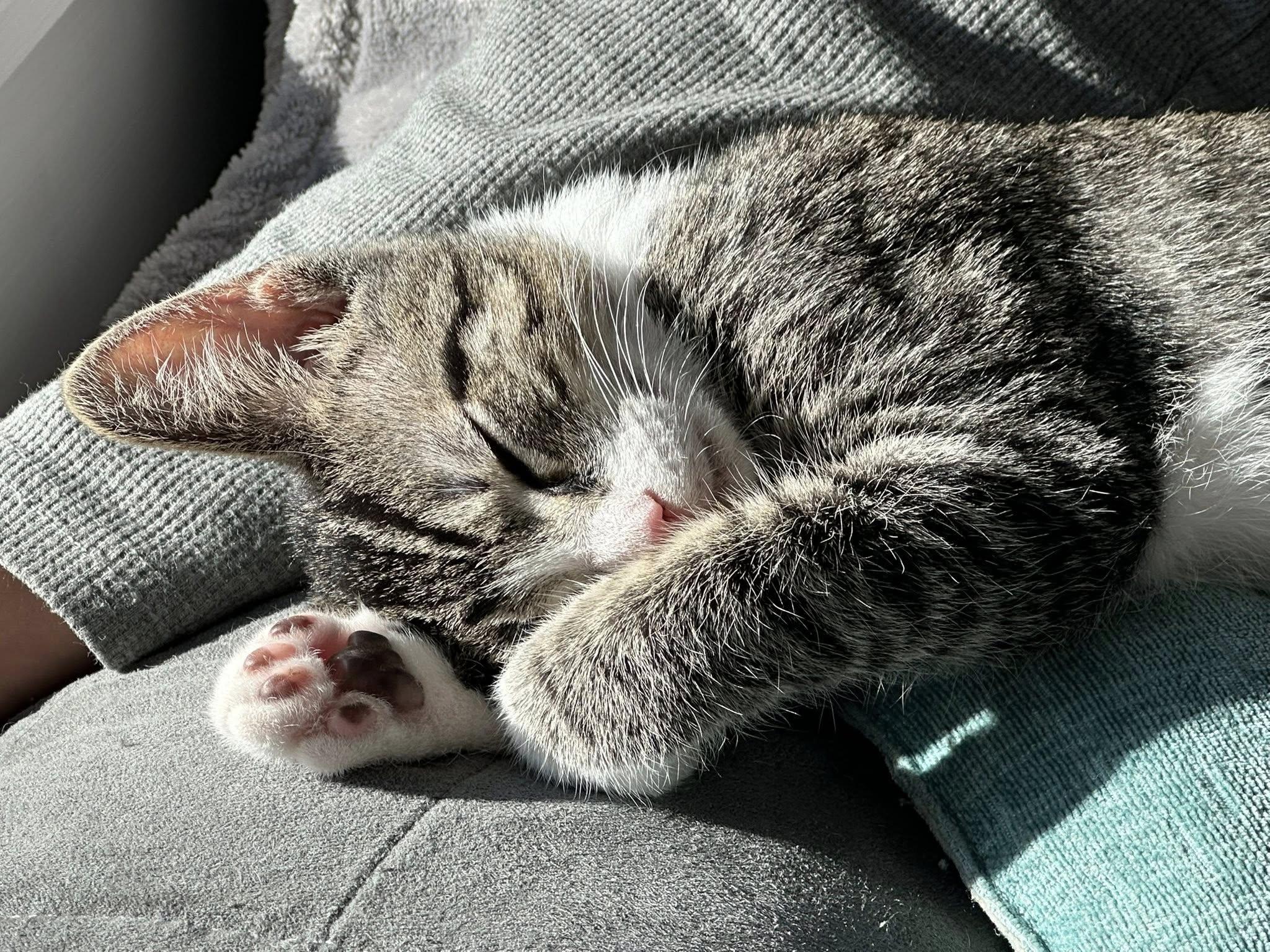 Enlarge Rick, a Adoptable mixed breed in Shelton, CT image 4/5