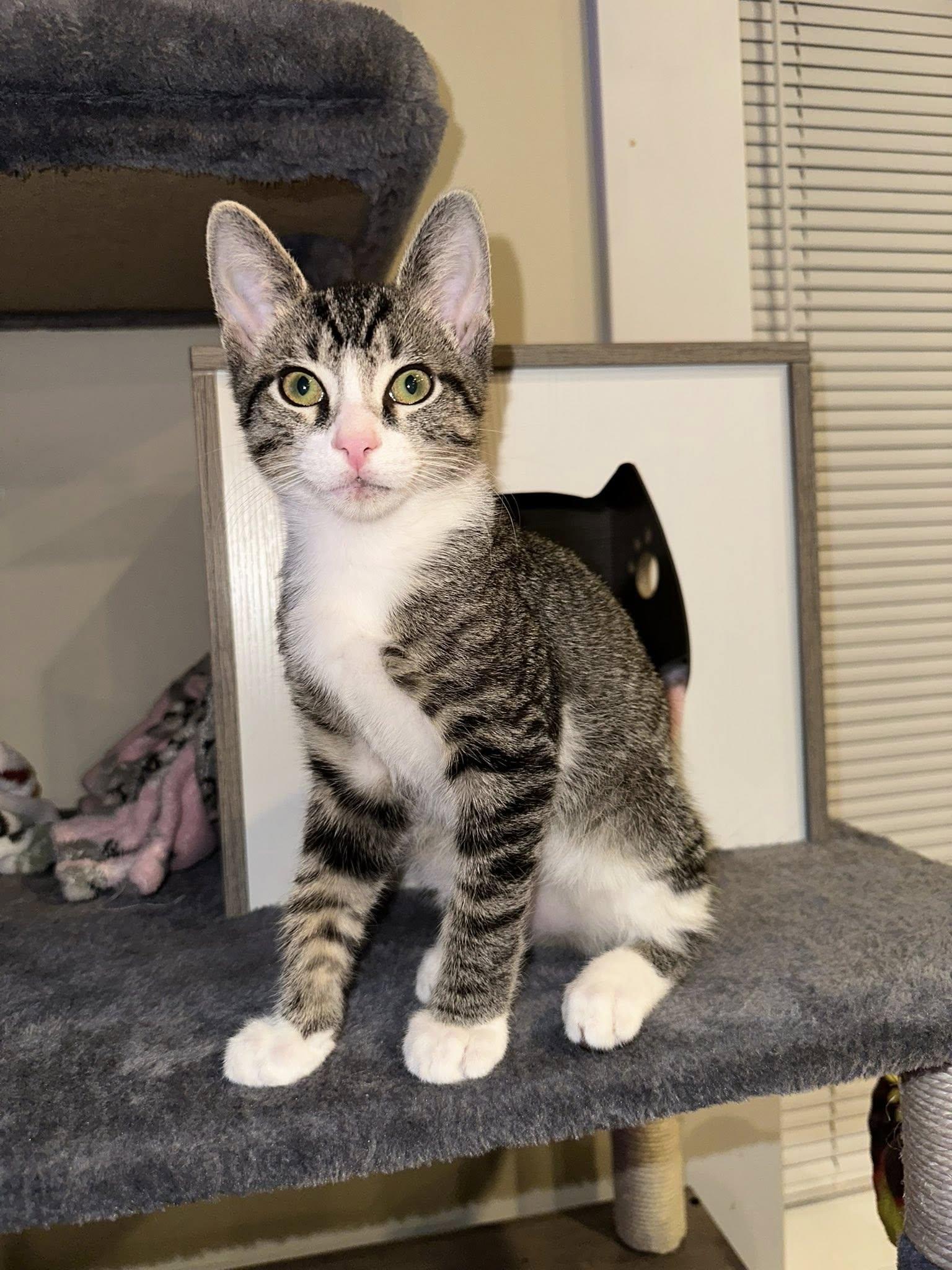 Enlarge Rick, a Adoptable mixed breed in Shelton, CT image 5/5