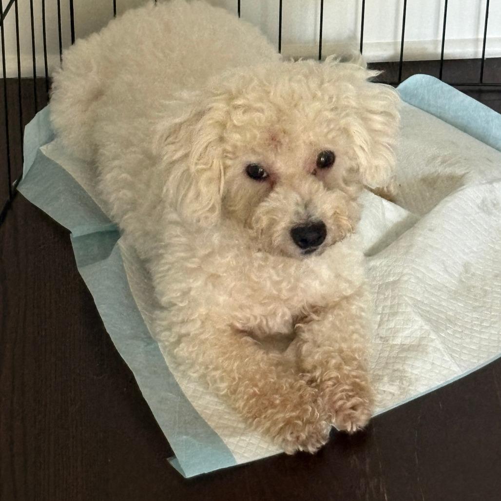Tofu, a Adoptable Miniature Poodle in Brooklyn, NY image 2/2