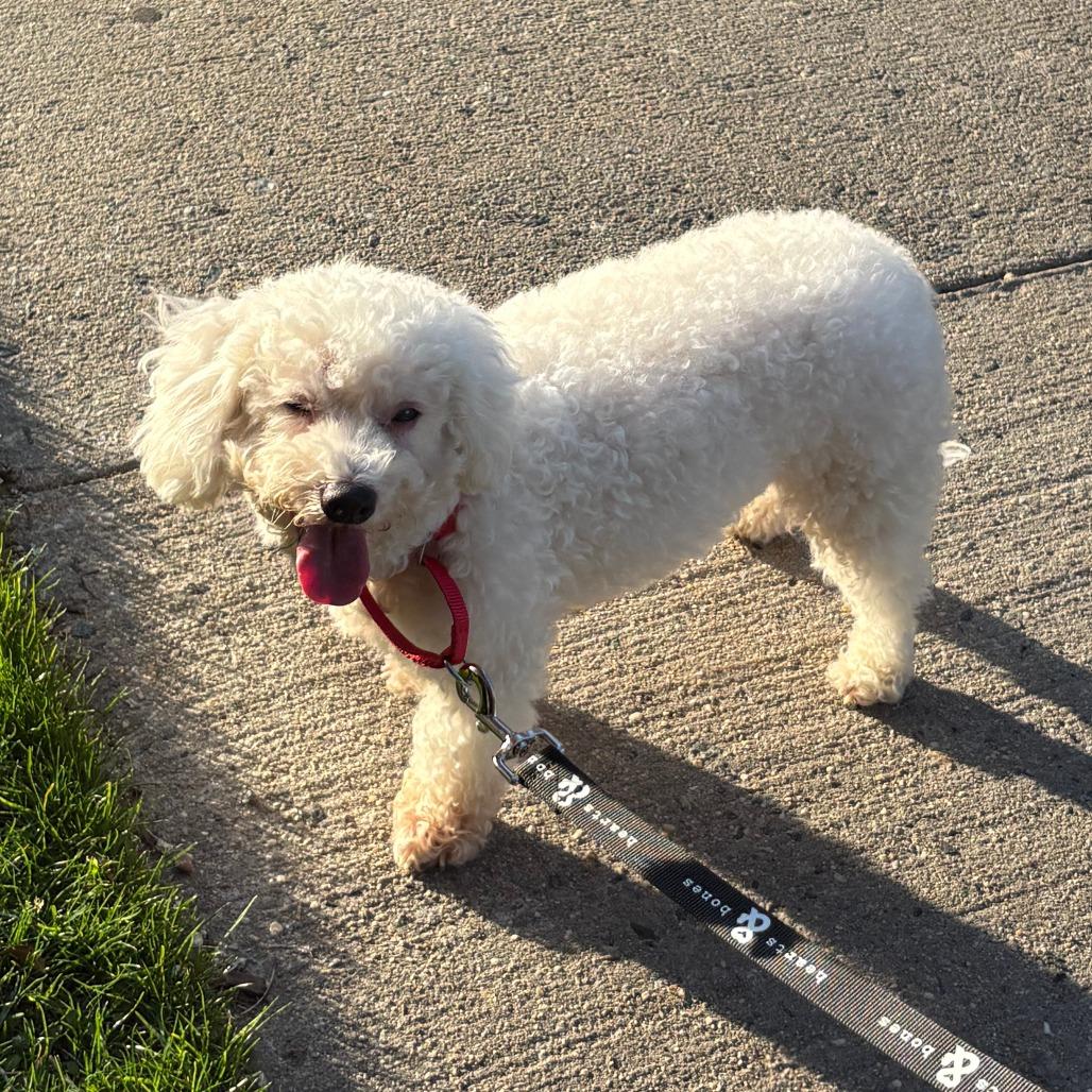 Tofu, Adoptable, Senior Male Miniature Poodle.