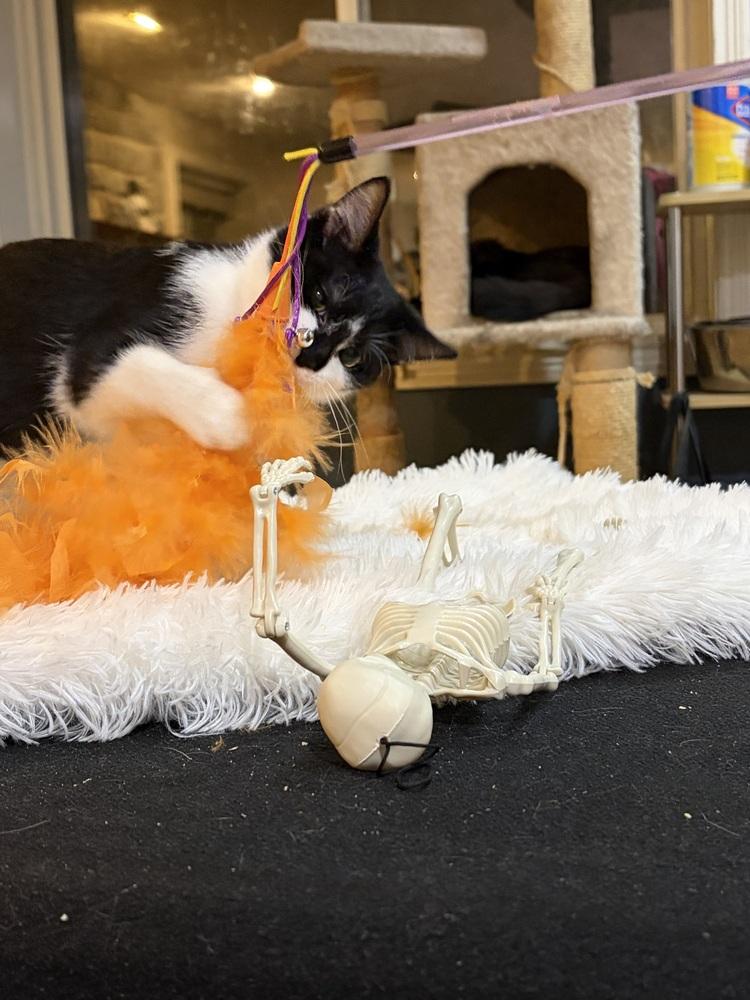 Enlarge Porsche, a Adoptable Domestic Short Hair in Loveland, OH image 2/3