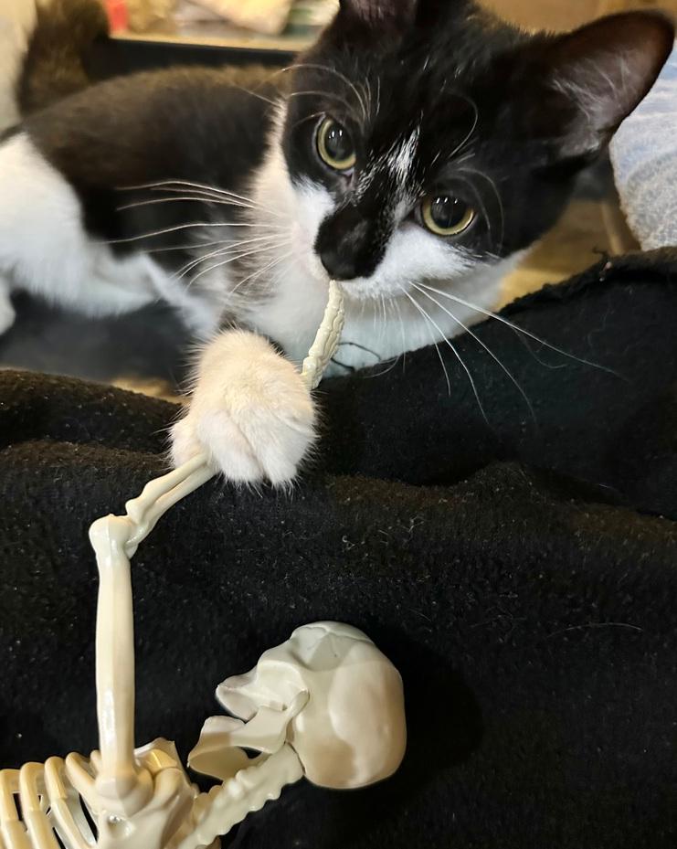 Enlarge Porsche, a Adoptable Domestic Short Hair in Loveland, OH image 3/3