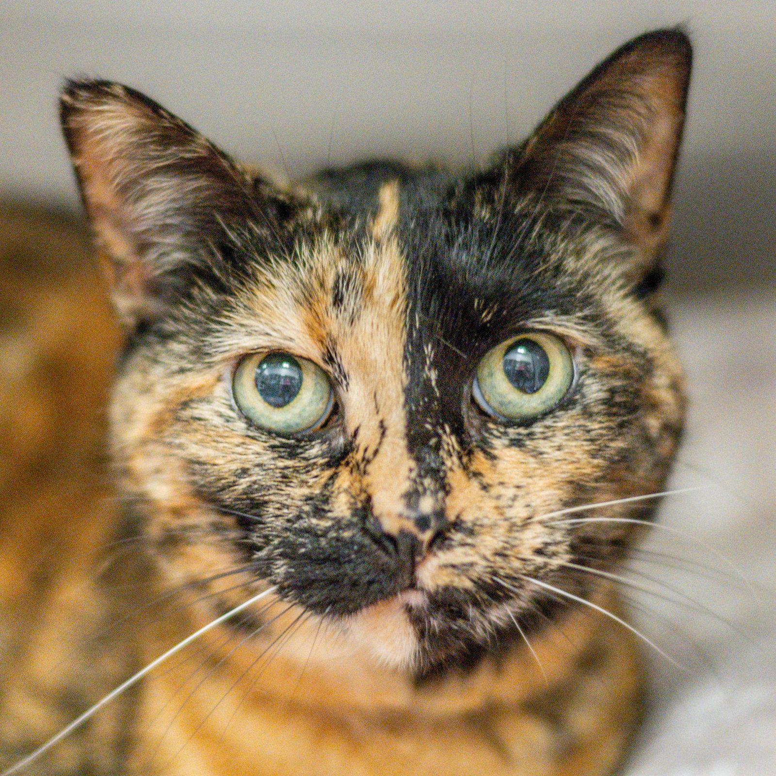 Penelope, Adoptable, Adult Female Domestic Short Hair.