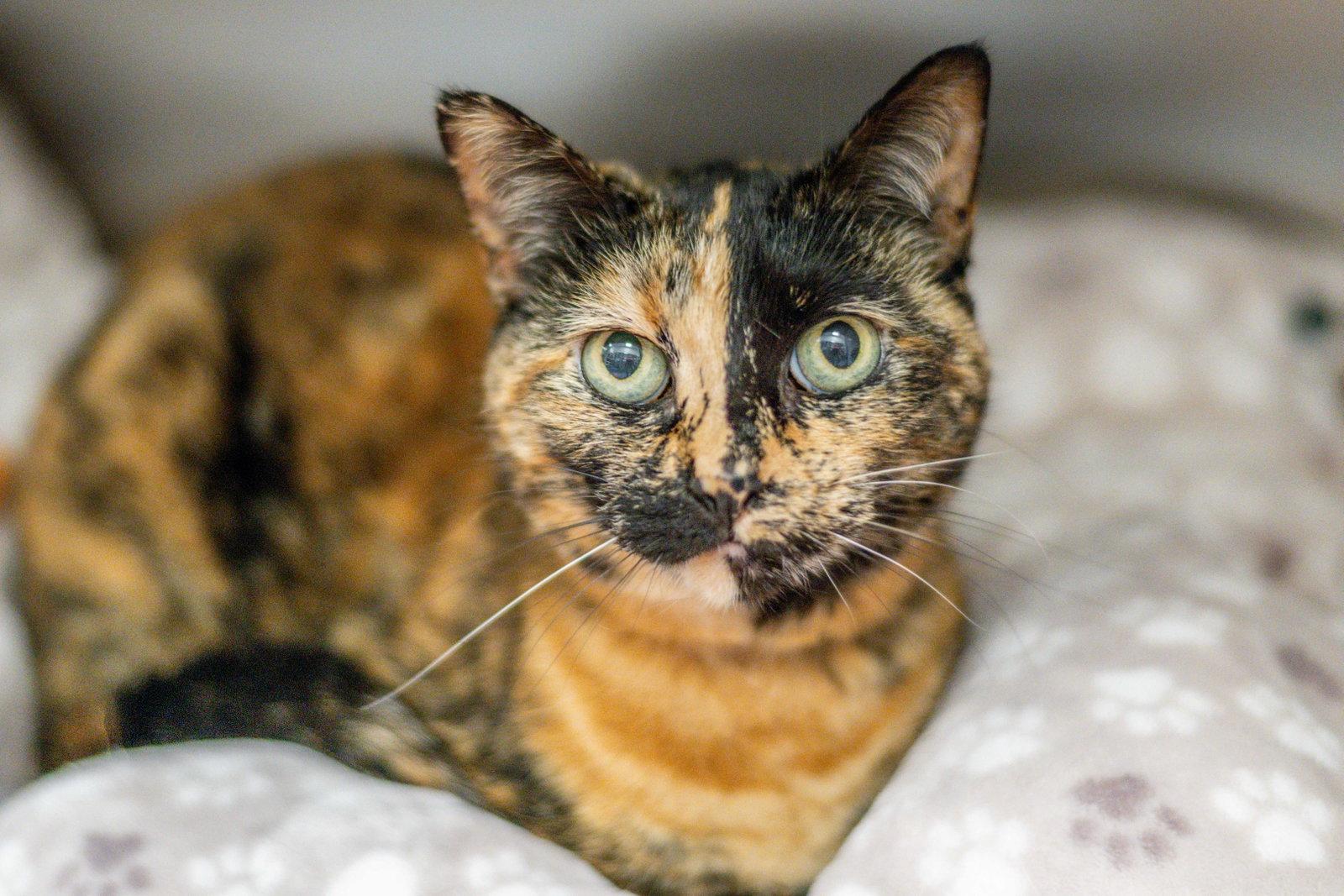 Enlarge Penelope, a Adoptable Domestic Short Hair in Hilton Head Island, SC image 2/3