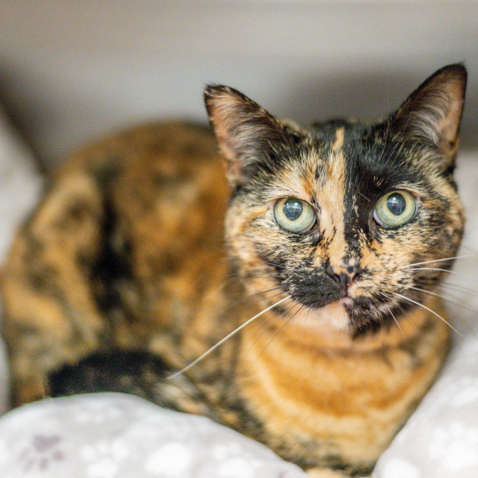Enlarge Penelope, a Adoptable Domestic Short Hair in Hilton Head Island, SC image 3/3