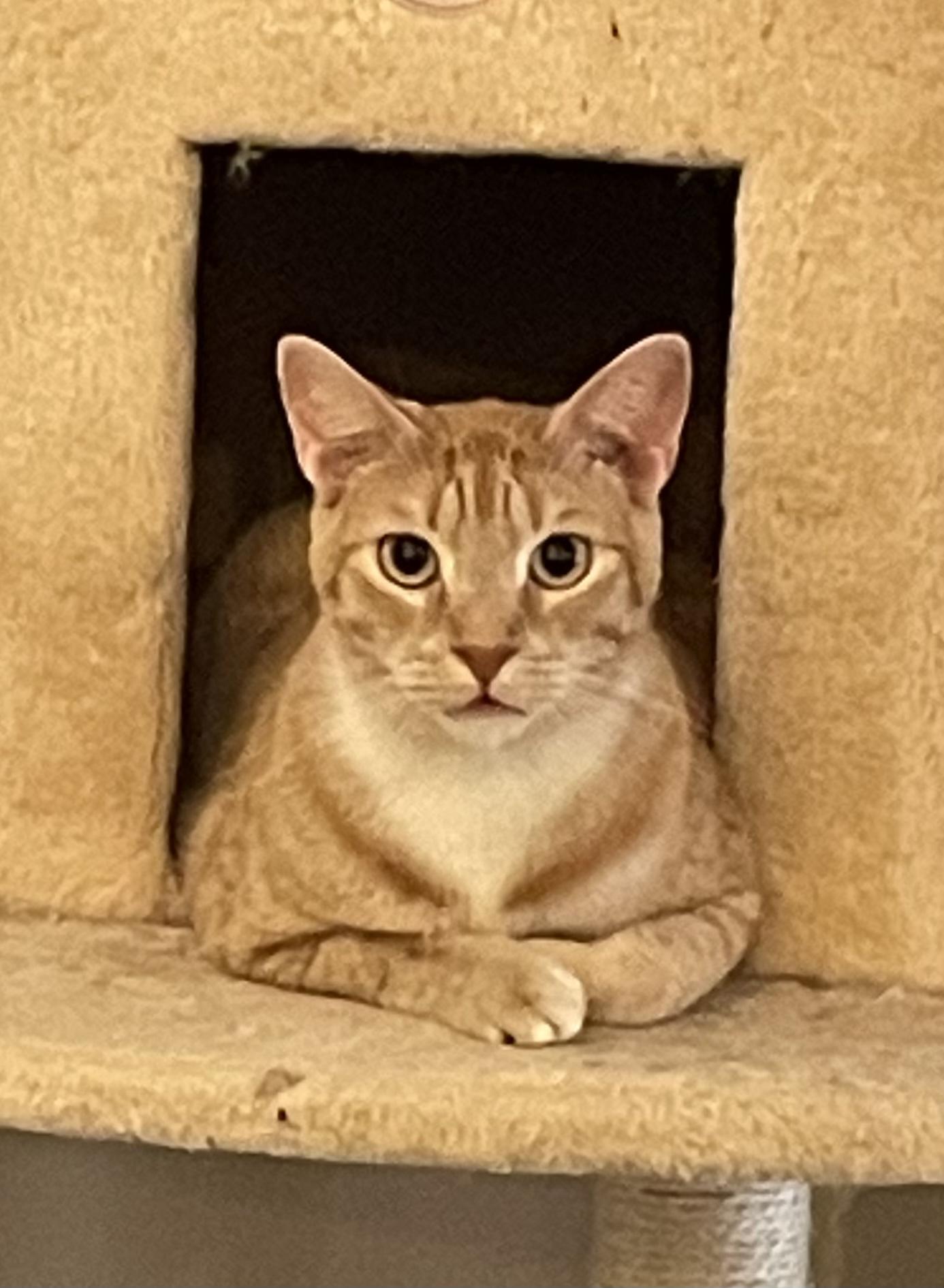 Tumeric (Queenie litter 2) — thumbnail 4