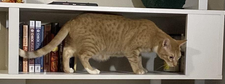 Enlarge Tumeric (Queenie litter 2), a Adoptable Domestic Short Hair in St Petersburg, FL image 6/6