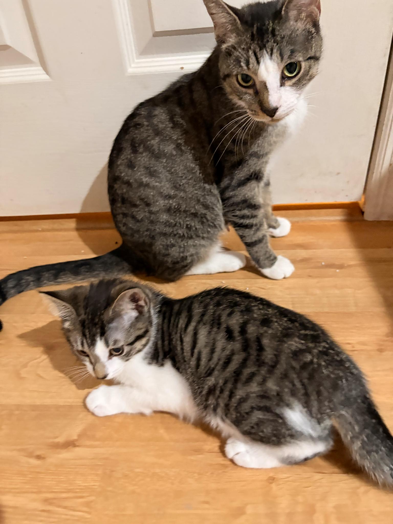 Enlarge Caddy , a ADOPTABLE mixed breed in Succasunna, NJ image 3/5