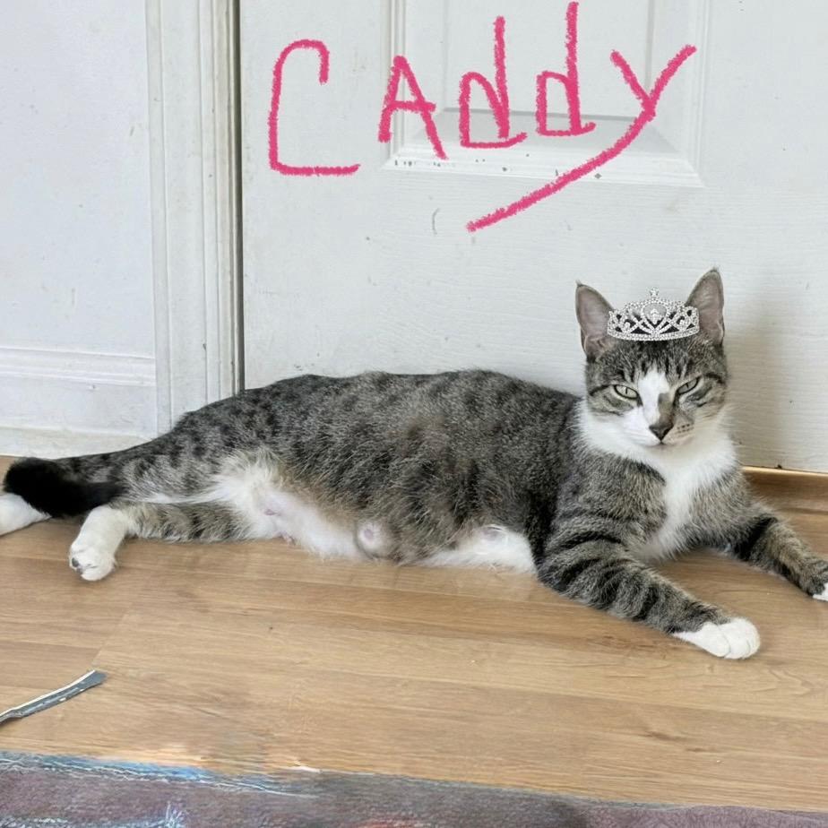 Caddy , ADOPTABLE, Adult Female Domestic Short Hair.