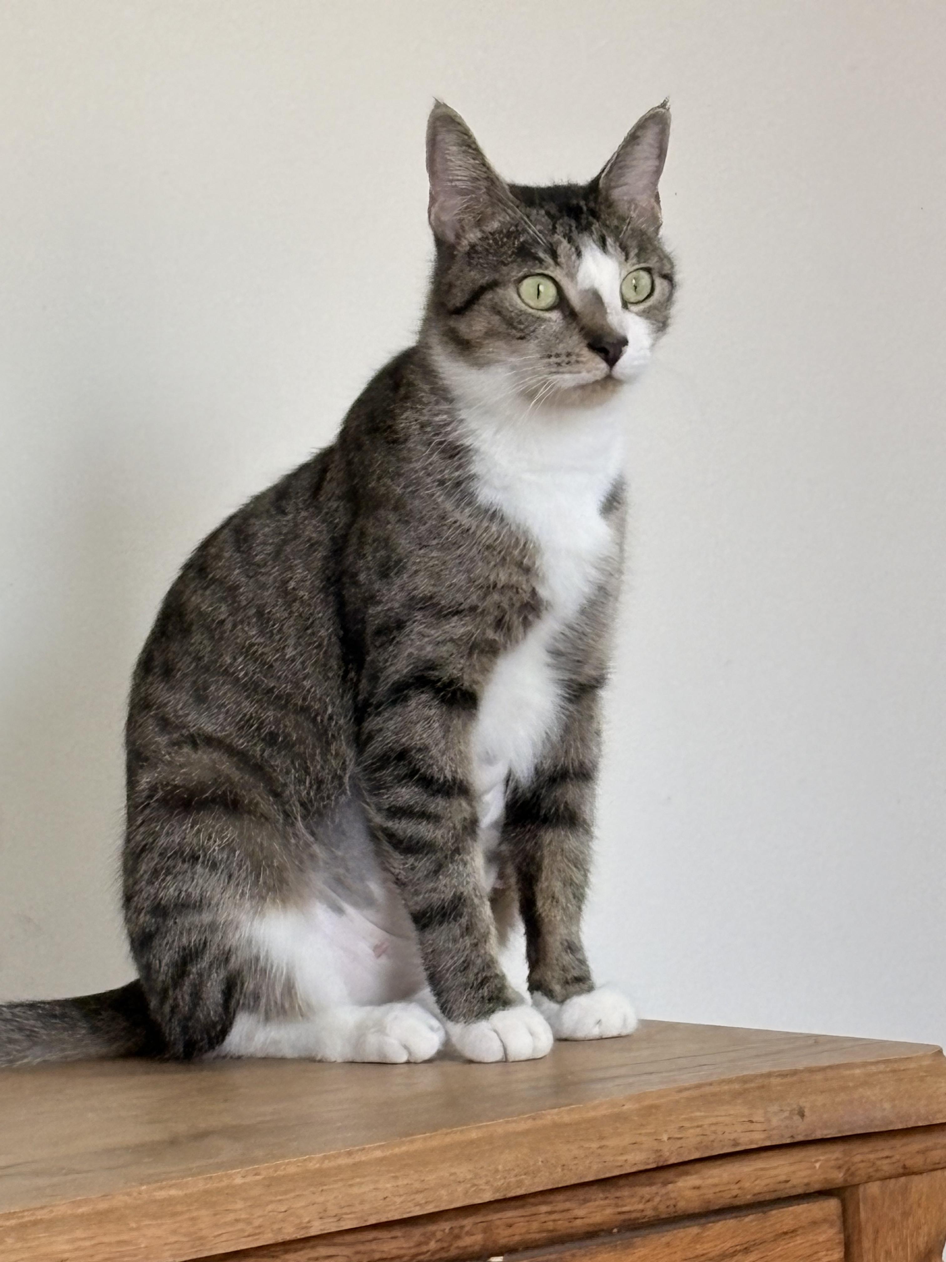 Enlarge Caddy , a ADOPTABLE mixed breed in Succasunna, NJ image 5/5