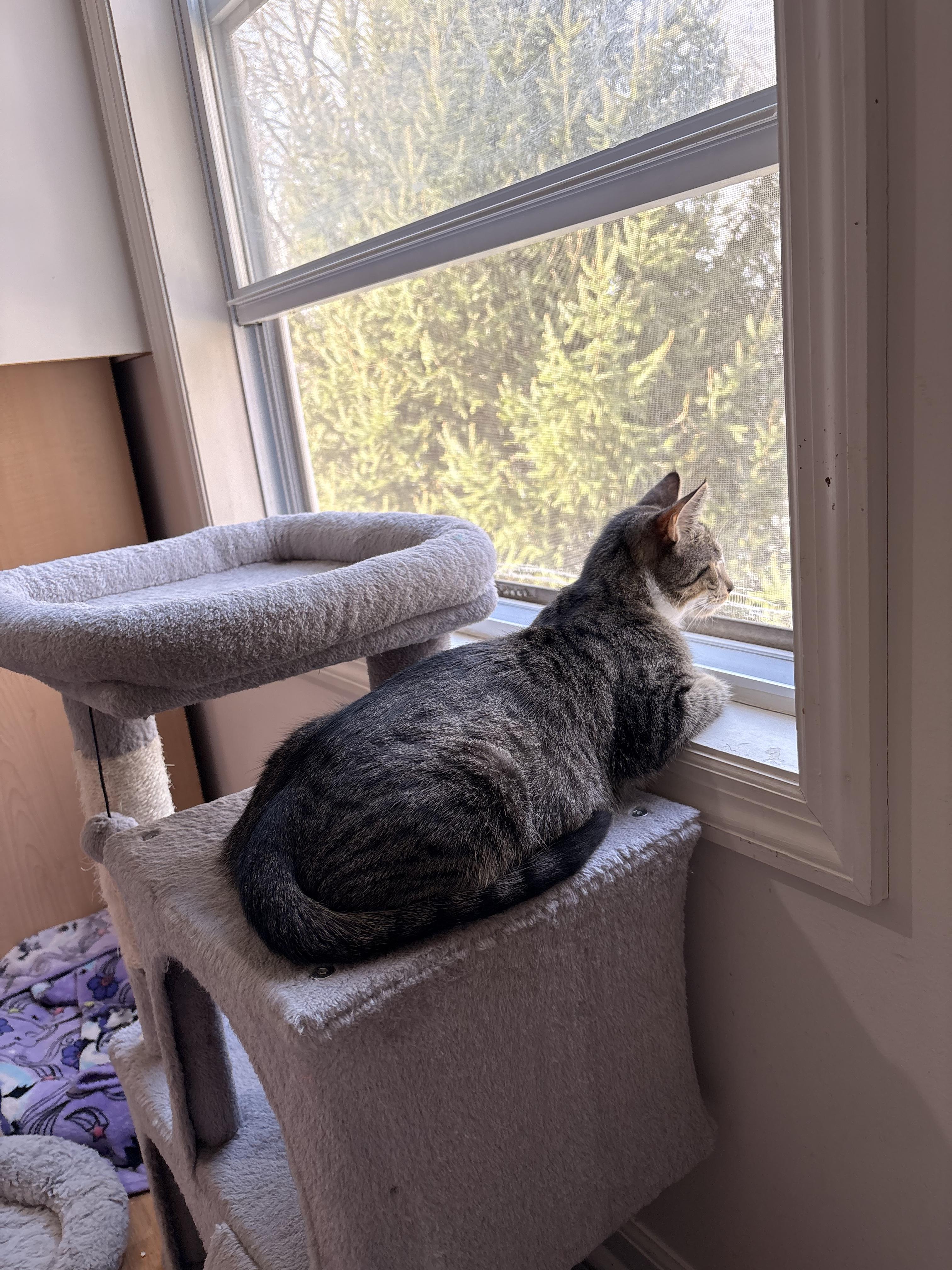 Enlarge Caddy , a ADOPTABLE mixed breed in Succasunna, NJ image 4/5