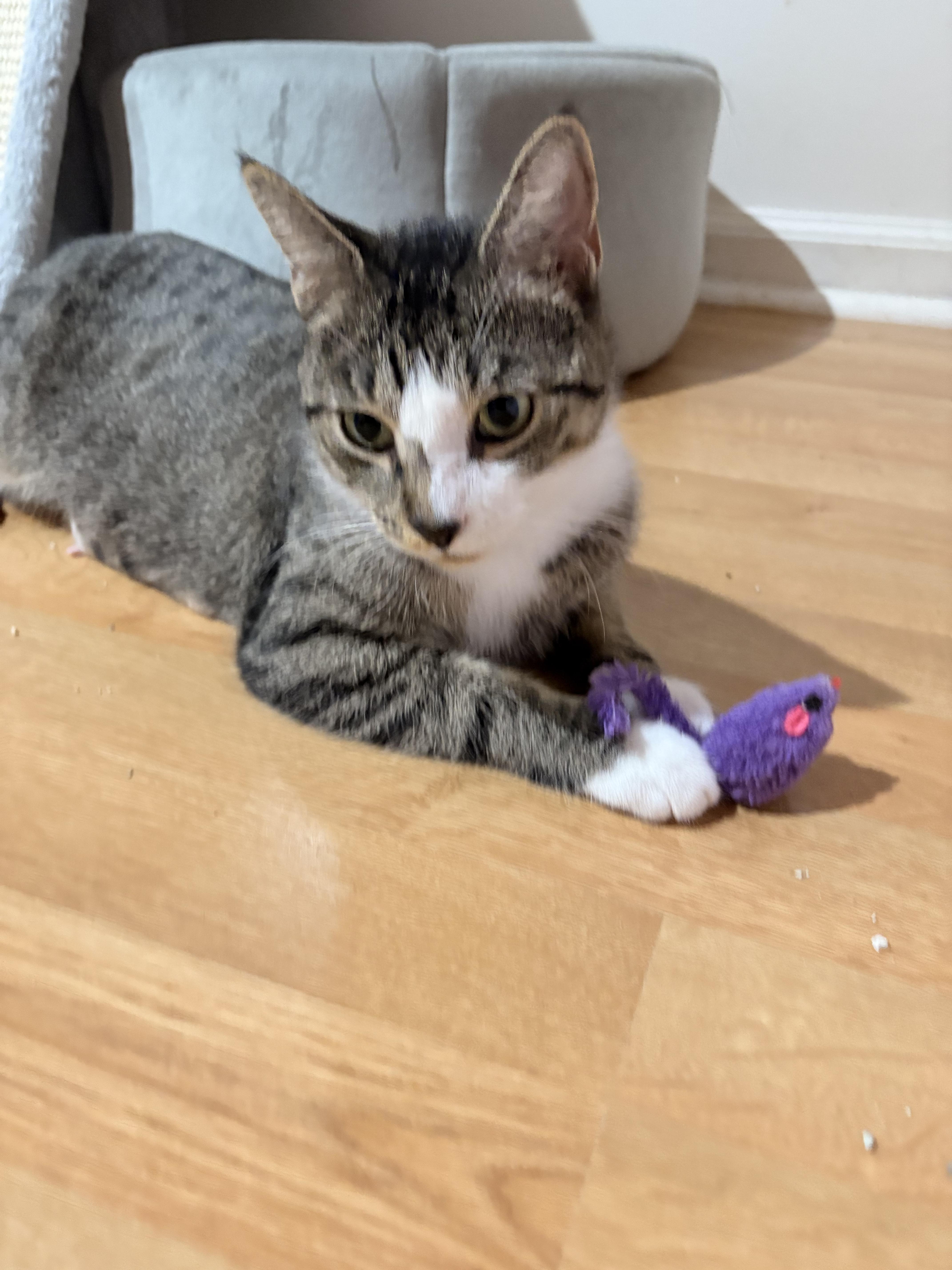 Enlarge Caddy , a ADOPTABLE mixed breed in Succasunna, NJ image 2/5