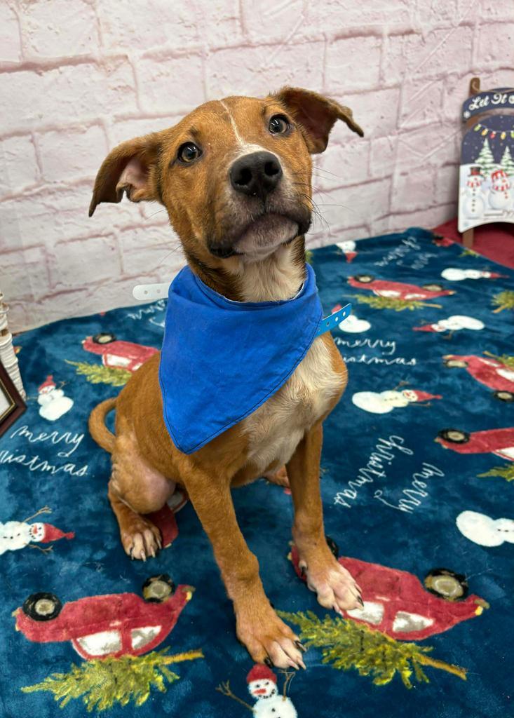 Enlarge Norm Maclean, a Adoptable mixed breed in Detroit, MI image 1/1