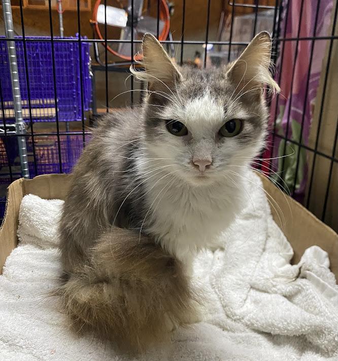 Geraldine, Adult Female Domestic Long Hair