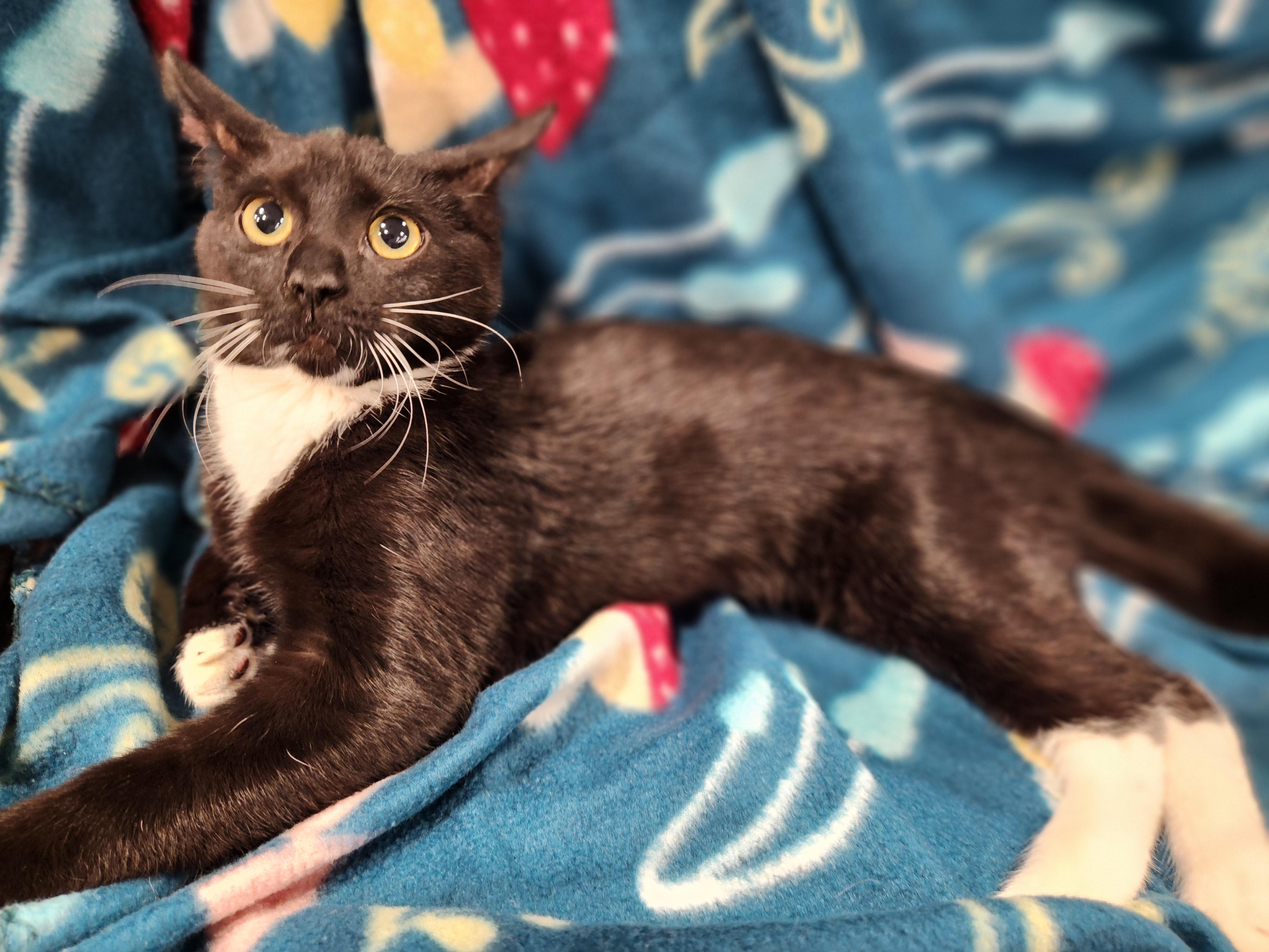 Sweet Pea, a Adoptable Domestic Short Hair in Baton Rouge, LA image 2/6