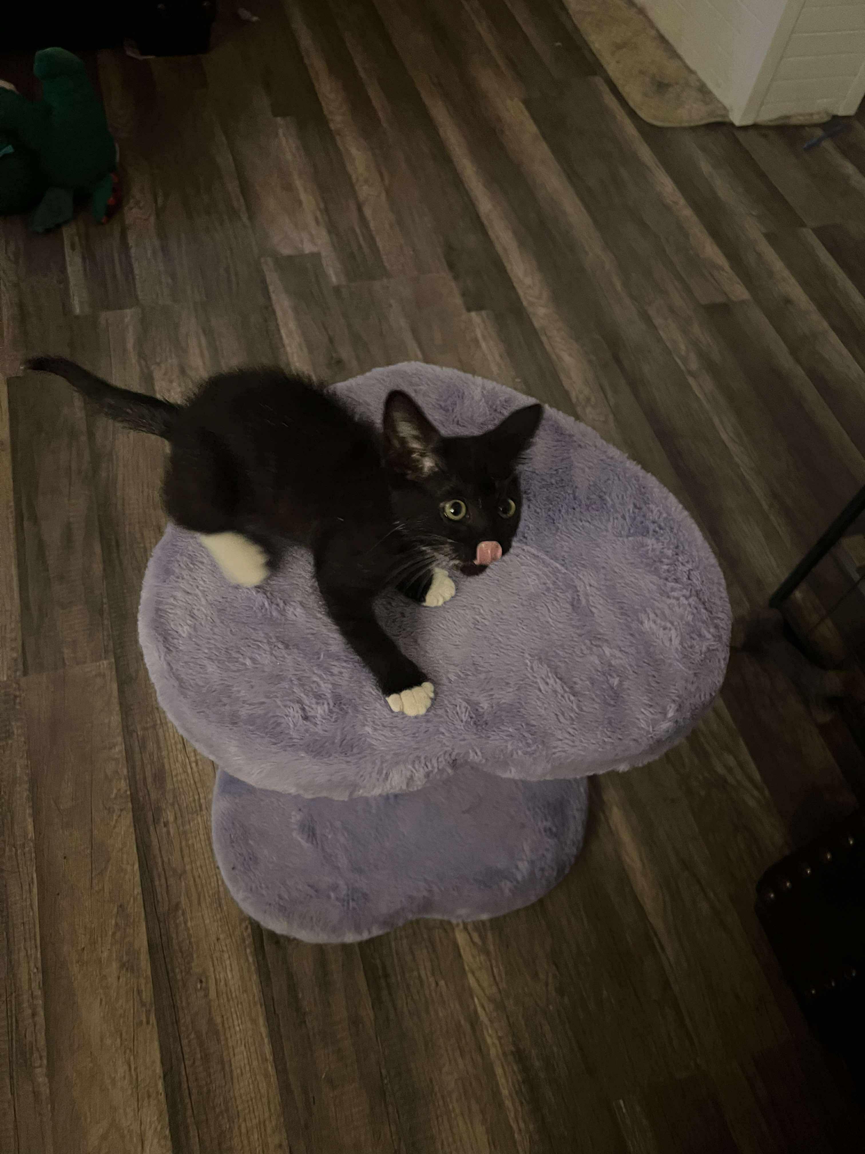 Sweet Pea-Taking Applications Only 3