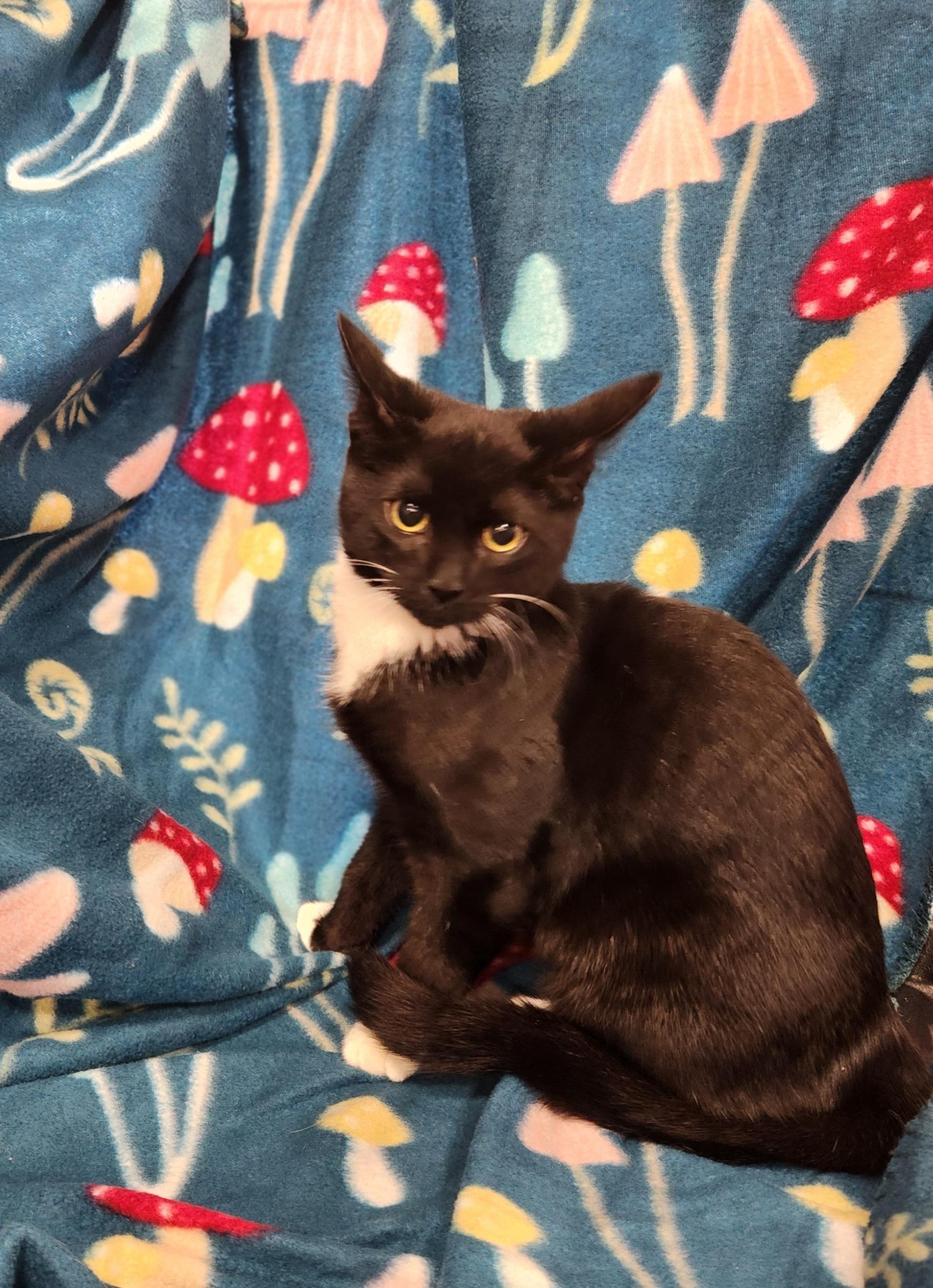 Sweet Pea, Adoptable, Kitten Female Domestic Short Hair.