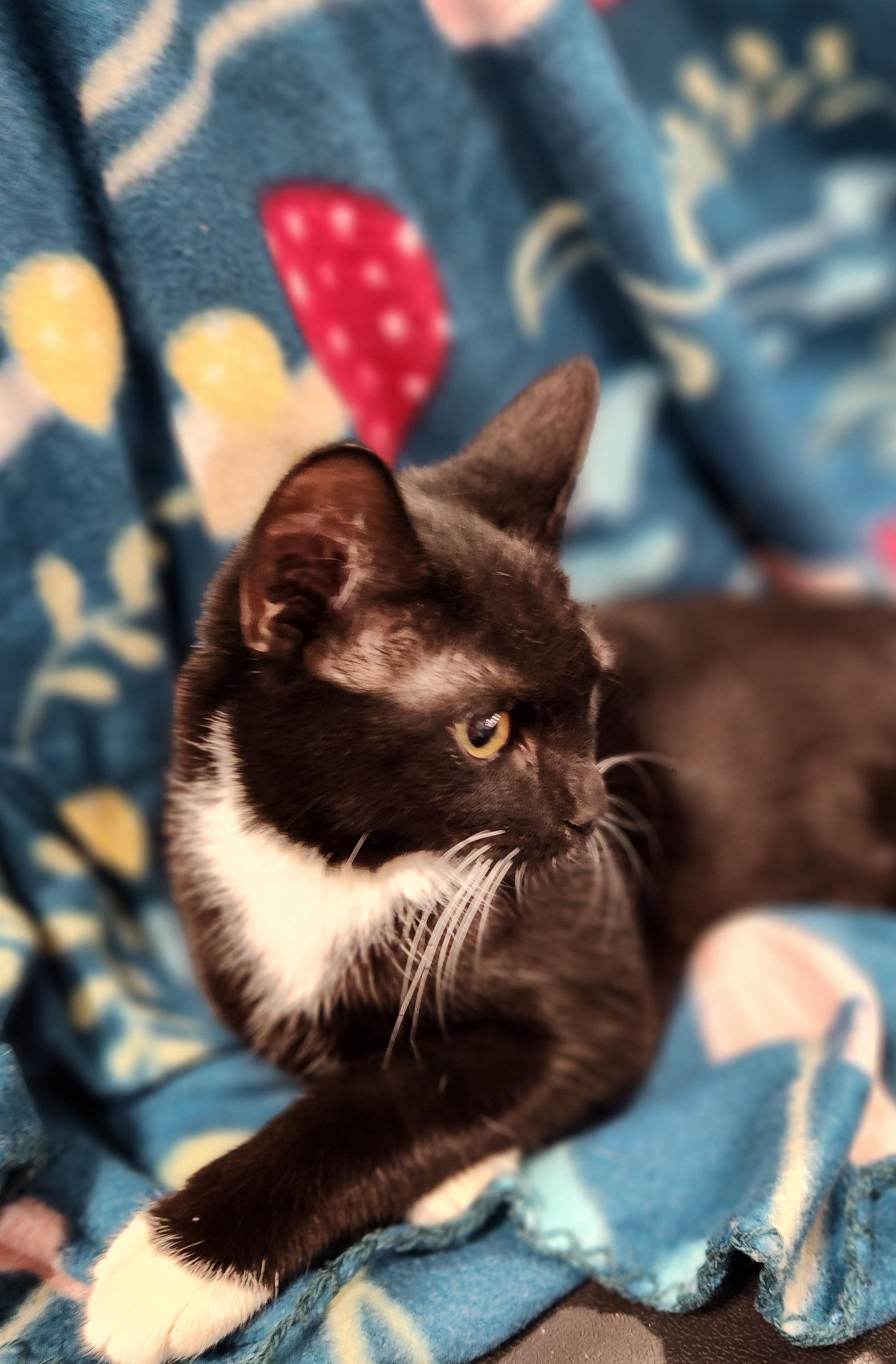 Sweet Pea, a Adoptable Domestic Short Hair in Baton Rouge, LA image 3/6