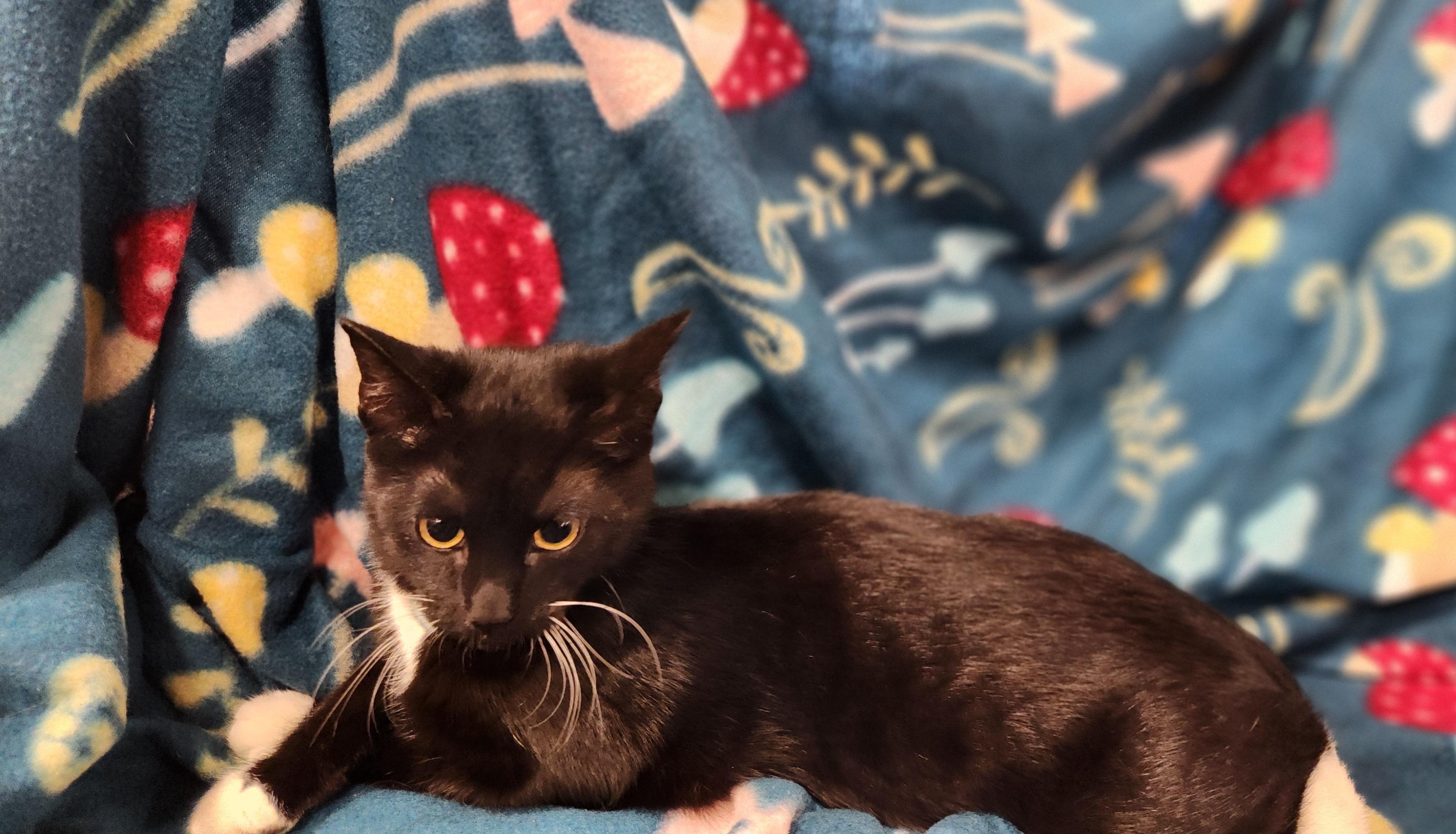 Sweet Pea, a Adoptable Domestic Short Hair in Baton Rouge, LA image 4/6