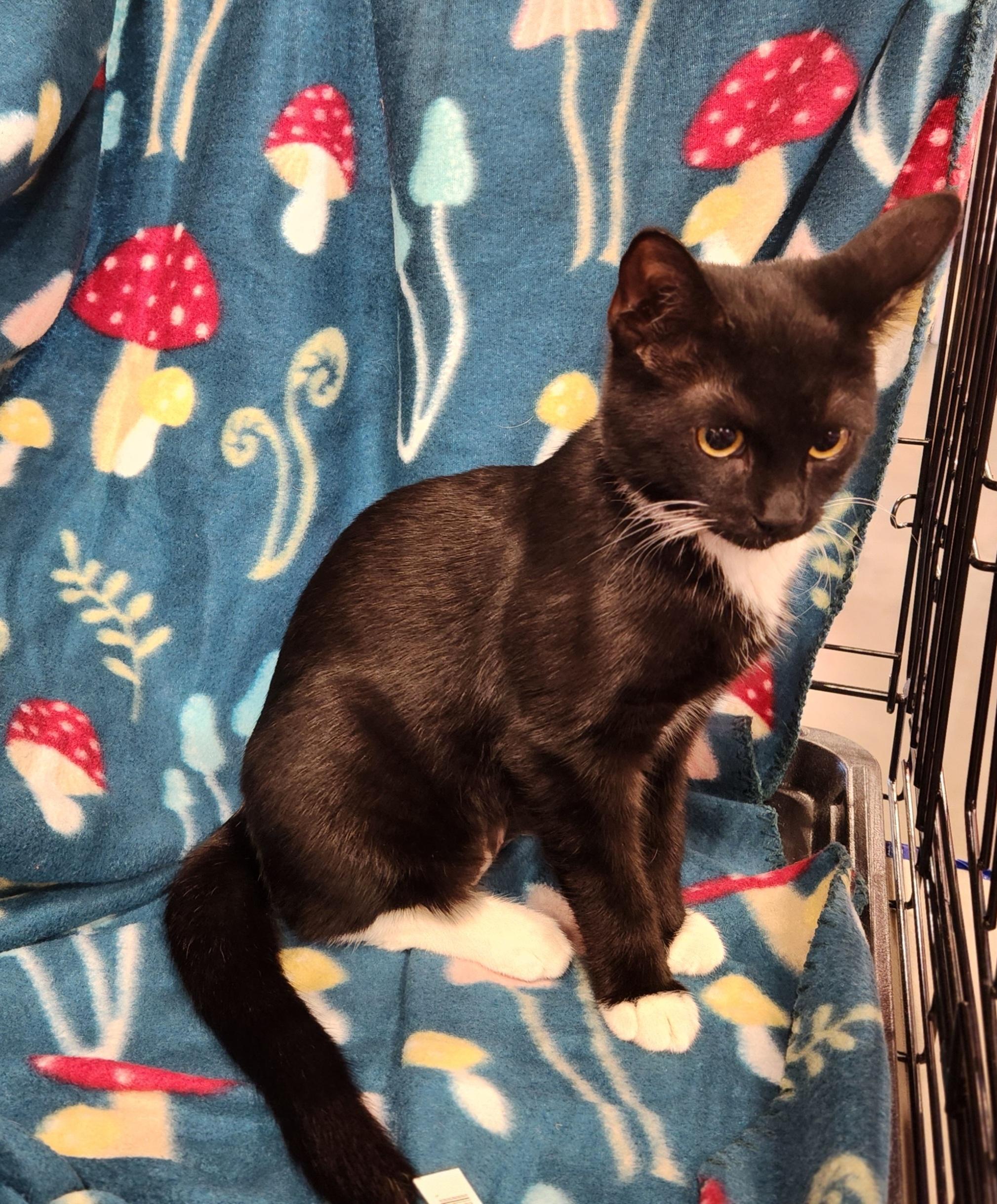 Sweet Pea, a Adoptable Domestic Short Hair in Baton Rouge, LA image 5/6