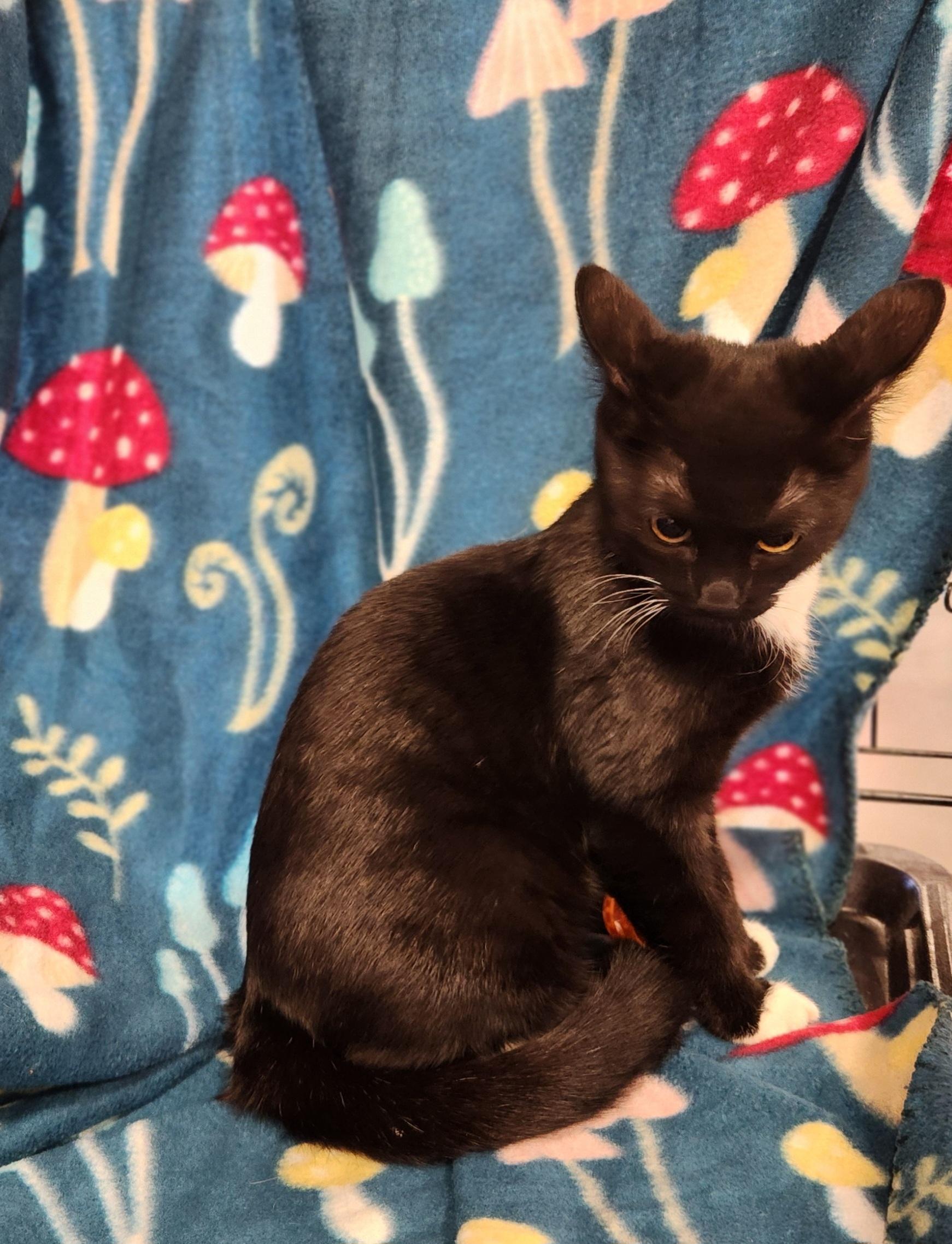 Sweet Pea, a Adoptable Domestic Short Hair in Baton Rouge, LA image 6/6