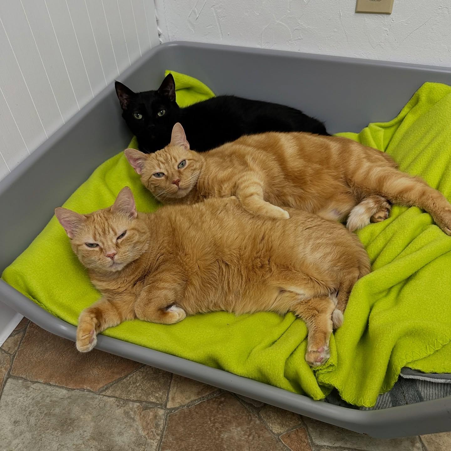 Enlarge Snuggles, Cuddles, + Reid, a Adoptable Domestic Short Hair in McDonald, PA image 2/4